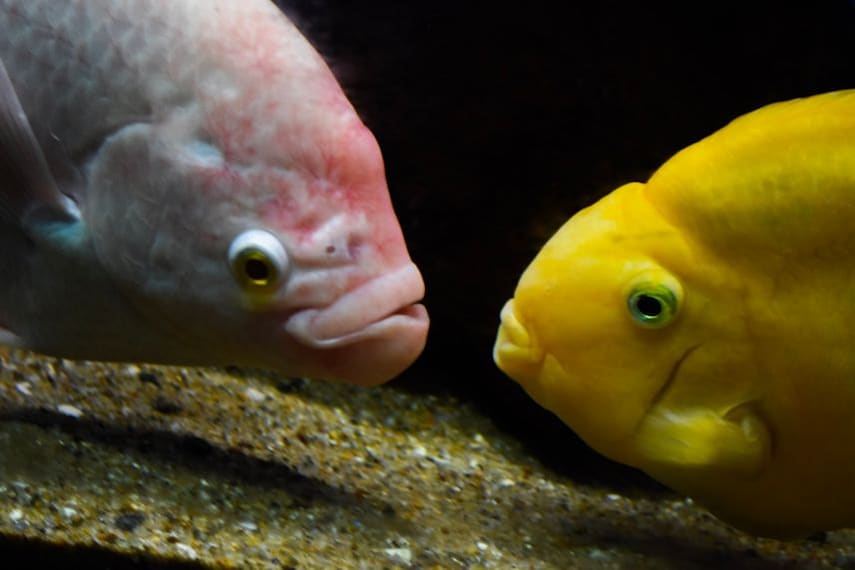 Vishakhapatnam Matsyadarshini Aquarium Landscape Image